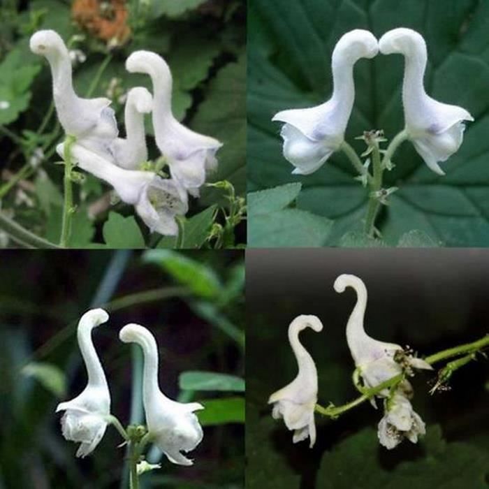 100 PCs rare Fleurs de cygne graines fleurs blanches Decor Maison Jardin plantation