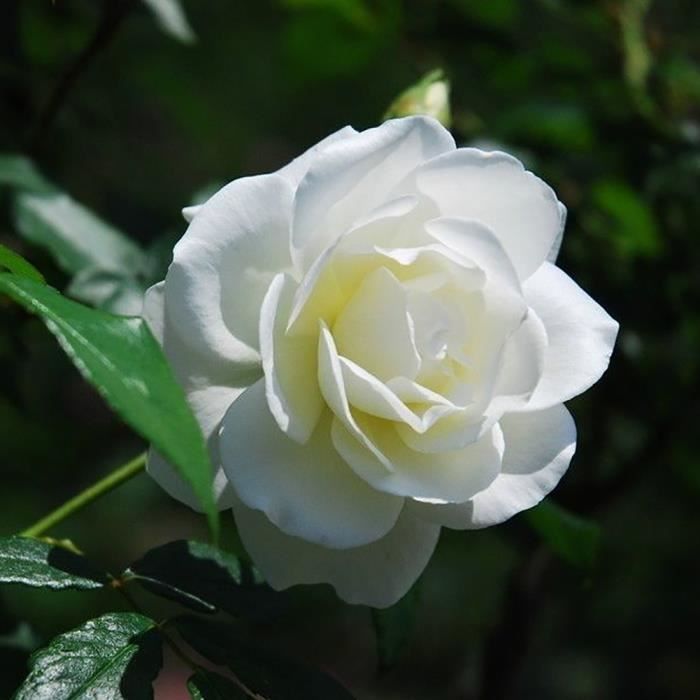100PCS Graines de fleurs de rose blanche Rose Blanche Artificielle Tête de Fleur Blanc Décoration Mariage Party Cérémonie