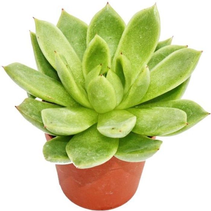 Echeveria agavoides - petite plante en pot de 5,5cm