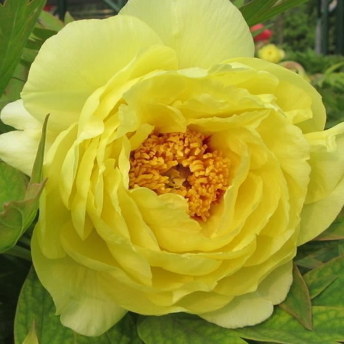 bodhi Jaune Pivoine Graines 10 Pcs Été Floraison Pivoine Fleur Graines Plantes Vivaces Décor À La Maison De Jardin