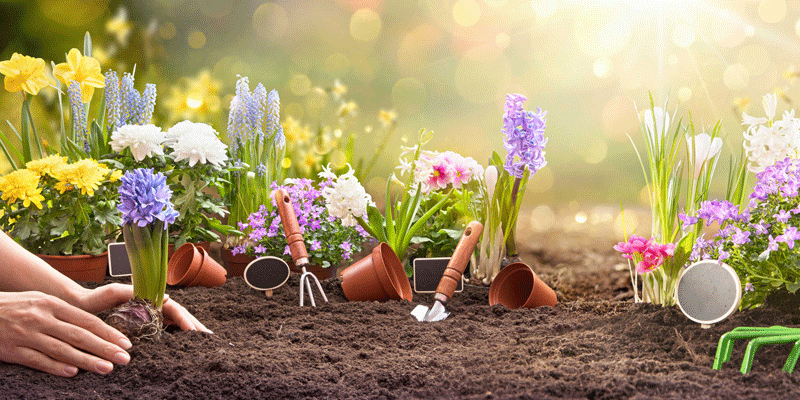 Les fleurs et les plantes au printemps