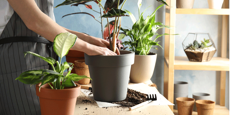 Le rempotage des plantes en pot