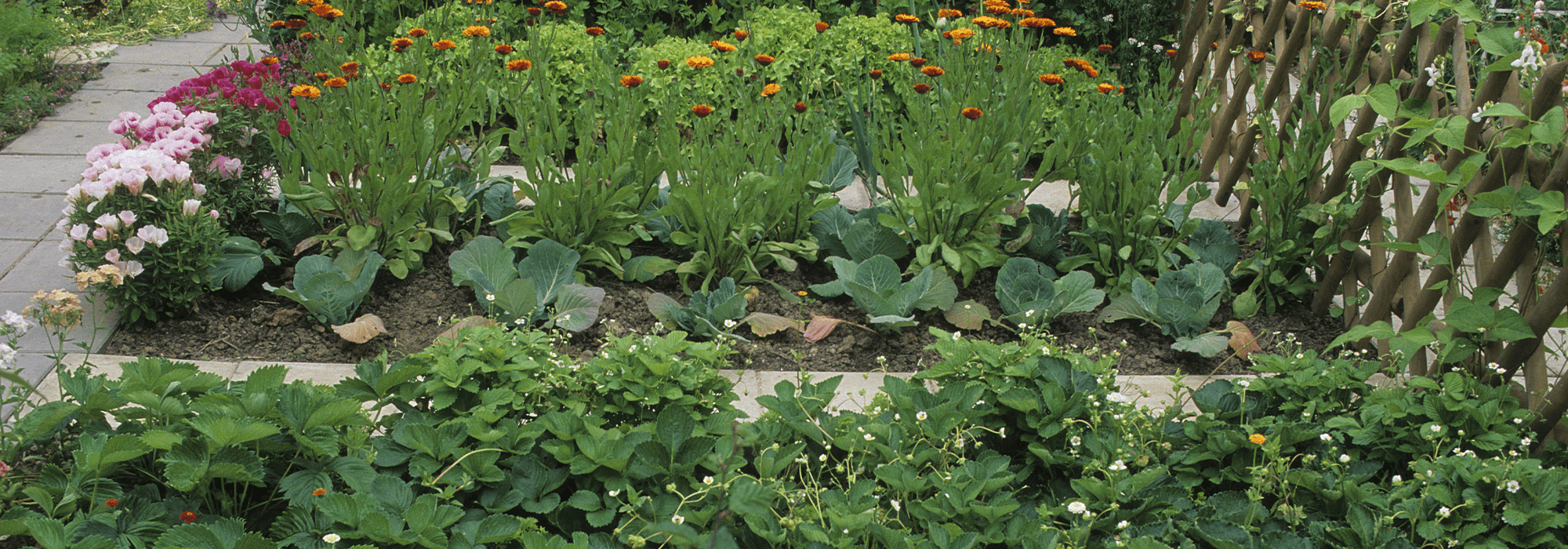 Que faire de la cendre de bois au jardin ? - Cdiscount
