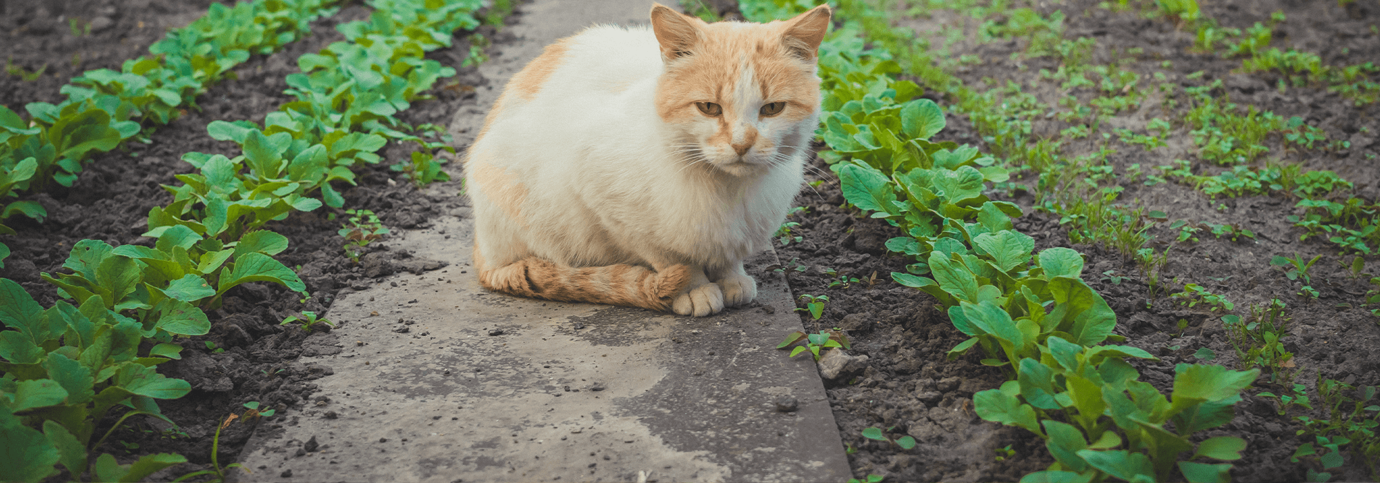 Comment Eloigner Les Chats Du Jardin Cdiscount