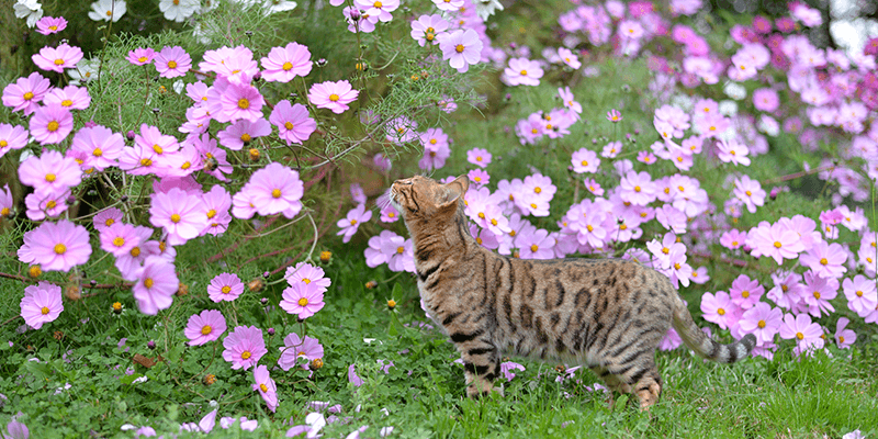 Comment Eloigner Les Chats Du Jardin Cdiscount