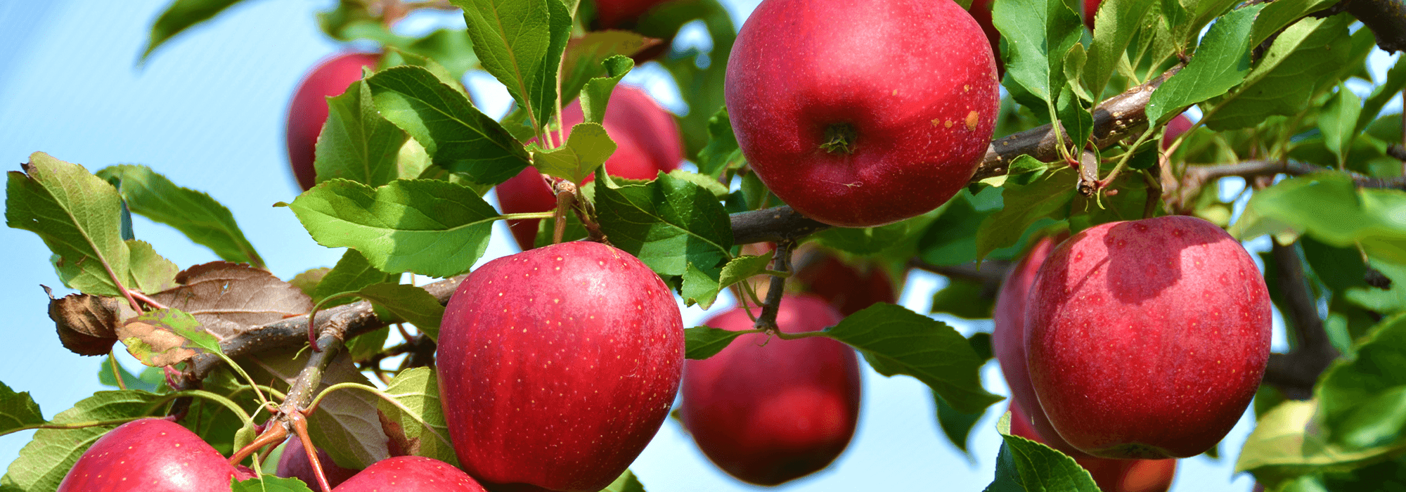 Comment faire germer des pépins de pomme pour faire pousser un pommier ? Cdiscount