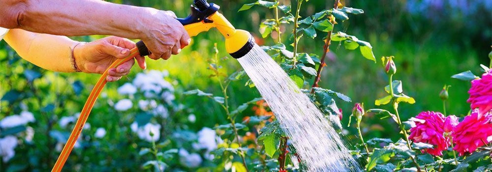 Comment arroser les plantes en t ? - Cdiscount