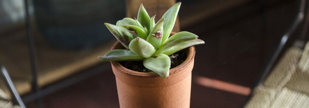 plante d'intérieur dans un pot