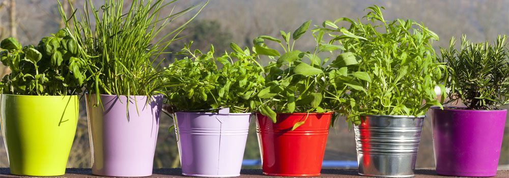 herbes aromatiques dans des pots de différentes couleurs