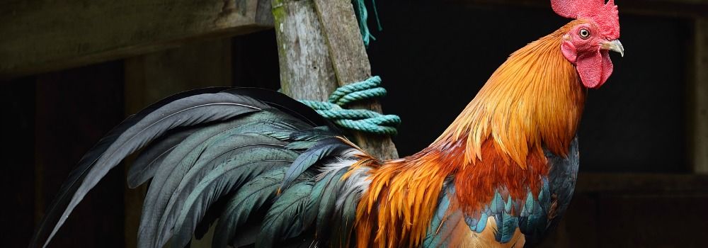 1 coq pour deals combien de poules