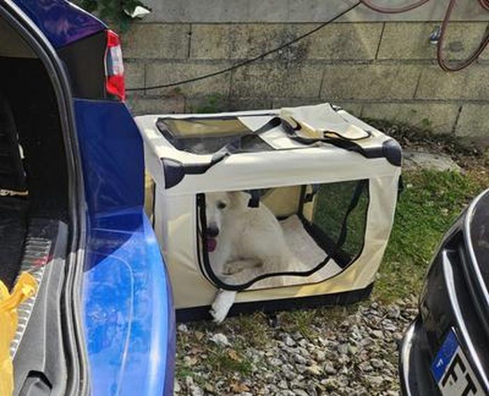Caisse De Transport Pour Chien XL - 94x66x74 Cm - Pliable Avec Coussin - Pour Voiture Et Maison