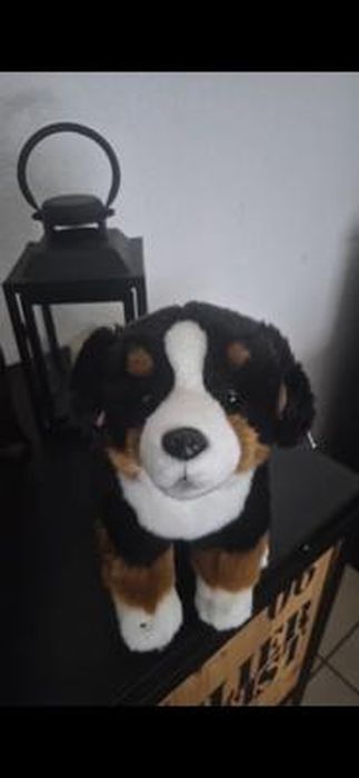 Petto Con I Giocattoli Svegli Della Peluche Del Bambino, Orsacchiotti