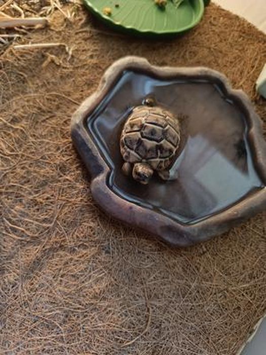 Revêtement En Fibre De Coco Naturelle Pour Jardinières, 30,5 X 101,6 Cm, Pour Jardinière, Fenêtre, Panier De Fleurs, Tapis En Fibre De Coco Pour Animaux Domestiques, Reptiles, Décoration De Jardin