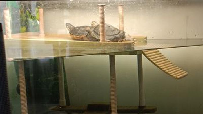 Plateforme Flottante Pour Tortues Avec Ventouses - 21,5x12 Cm, En Résine - Terrasse D'escalade Pour Aquarium Et Terrarium