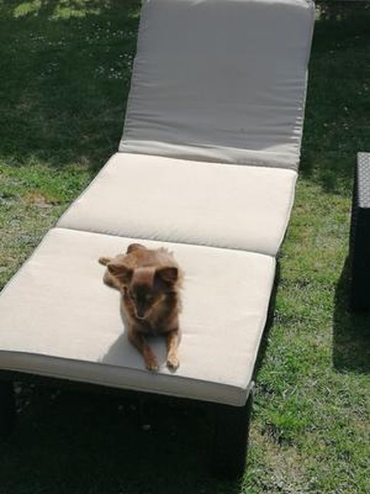 Chaise Longue Daytona Deluxe Allibert By Keter - Aspect Rotin Avec Coussin, Réglable, Pour Jardin Terrasse Balcon - Cappuccino