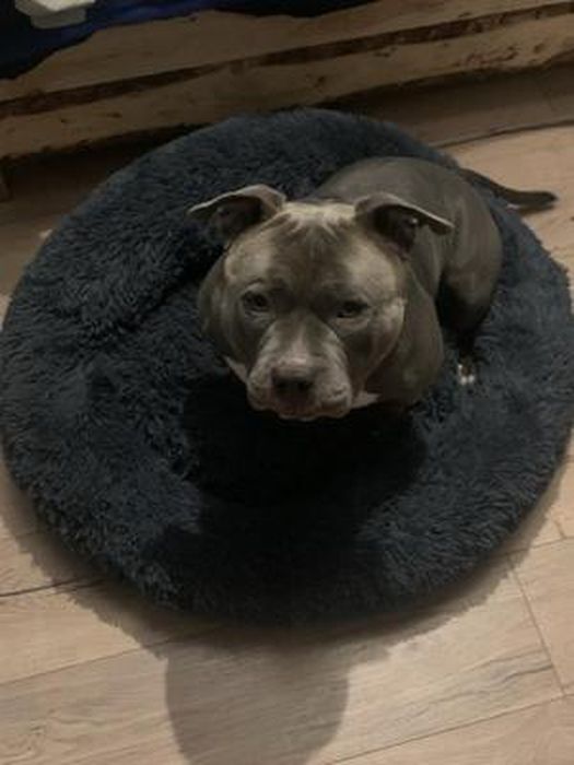 Panier Rond Pour Chien - Lavable Chaud Rond Canapé Chat,Anti-Dérapant