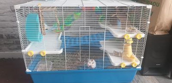 PawHut Cage pour hamsters souris petits rongeurs avec mangeoire abreuvoir  roue et tunnel 46 x 30 x 58 cm métal vert et blanc
