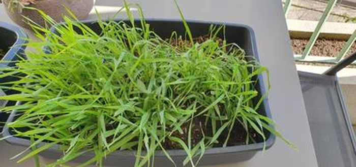 3x Cyperus 'Zumula' - Herbe à chat - Plante d'intérieur - Animaux acceptés  – D12 cm - H20-25 cm - Cdiscount