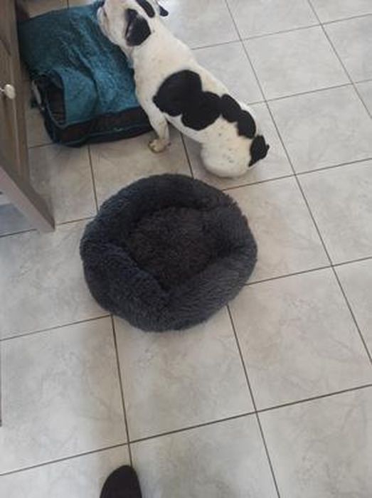 Lit Moelleux Rond Pour Chat Et Chien Extra Large Lavable Avec Coussin,Deluxe Panier Pour Animal Domestique-100x100cm-gris