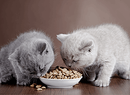 nourriture chat
