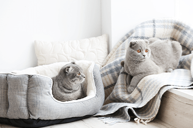 couchage chat