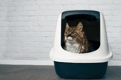 Chat Cdiscount Chat Cdiscount