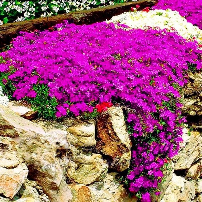 Version 10 - 0 Pièces Rare Roche Cress Bonsaï Escalade Plante Rampante Thym Plantes Vivace Couvre-Sol Fleur Pour Maison Jardin #73