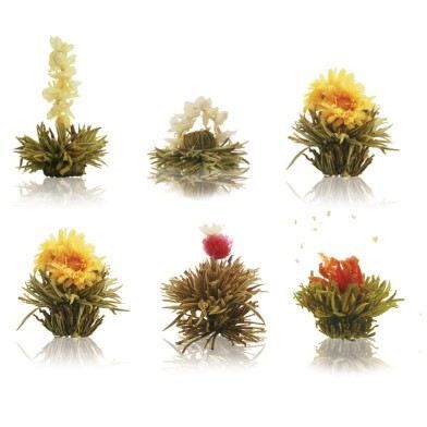 6 Fleurs de Thé blanc Abloom
