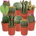 Cactus Mixtes - 10 Plantes - Pour la Maison  Bureau Plante en Pot - Cadeau Idéal-0