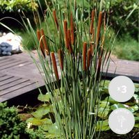 3x Typha latifolia - Scirpe - Plante de bassin - Rustique - D9 cm - H15-25 cm