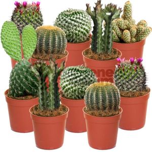 PLANTE POUSSÉE Cactus Mixtes - 10 Plantes - Pour la Maison  Bureau Plante en Pot - Cadeau Idéal