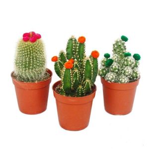 PLANTE POUSSÉE Cactus set - 3 plantes différentes dans un pot de 5,5 cm avec des fleurs de paille colorées