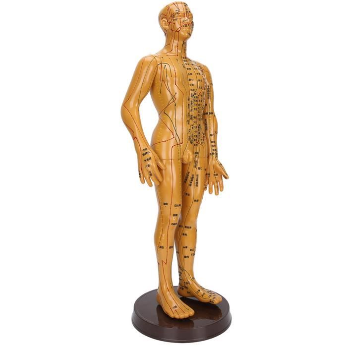 Modèle Acupuncture Corps Humain - Homme/femme, Méridiens, 2 Couleurs, Enseignement Médical