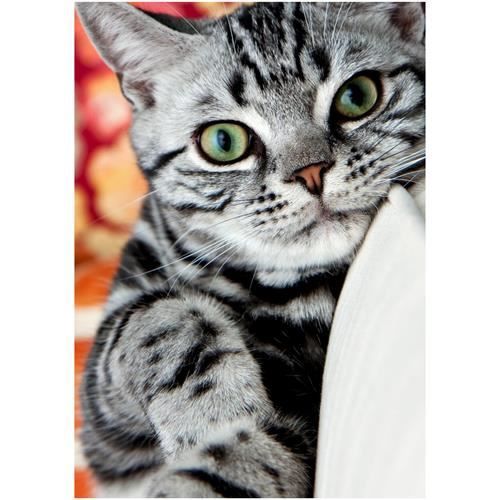 Cadre En Plexiglass 3mm Plastique Noir Gs Chat Tigre Gris Yeux Vert Achat Vente Tableau Toile Cdiscount Cadre En Plexiglass 3mm Plastique Noir Gs Chat Tigre Gris Yeux Vert Achat Vente Tableau Toile Cdiscount
