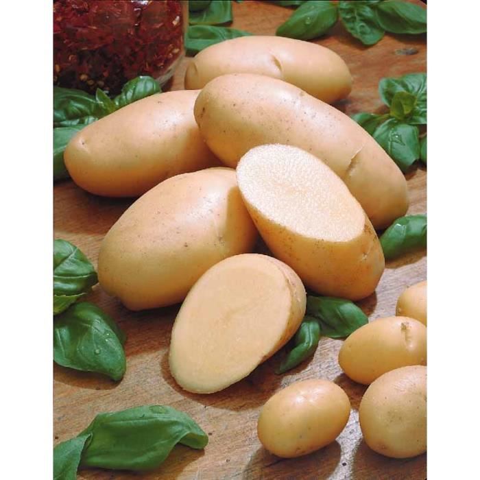Pomme de terre 'Belle de Fontenay' (1,5kg) Cdiscount Pomme de terre 'Belle de Fontenay' (1,5kg) Cdiscount