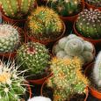 Cactus Mixtes - 10 Plantes - Pour la Maison  Bureau Plante en Pot - Cadeau Idéal-2