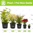 Cactus Mixtes - 10 Plantes - Pour la Maison  Bureau Plante en Pot - Cadeau Idéal-3