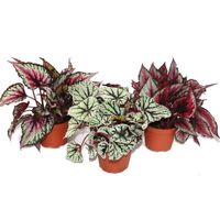 Exotenherz - Mélange Feuille Bégonia "Botanica" - 3 plantes - pot de 12cm