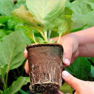 ACCESSOIRE SERRE JARDIN Tasse de pépinière de plantes, 50Pcs 6x6CM ronde dégradable respectueux de l'environnement Pulpe de papier Pots de tourbe