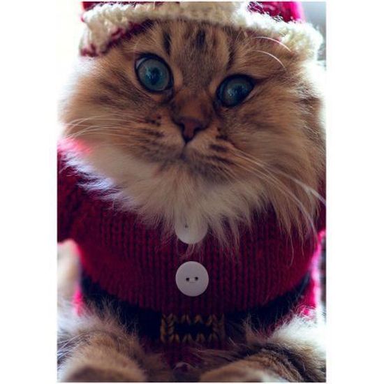 Gs Cadre Plexi 21x29 Cm Chat De Noel Achat Vente Ballon Decoratif Cdiscount Gs Cadre Plexi 21x29 Cm Chat De Noel Achat Vente Ballon Decoratif Cdiscount
