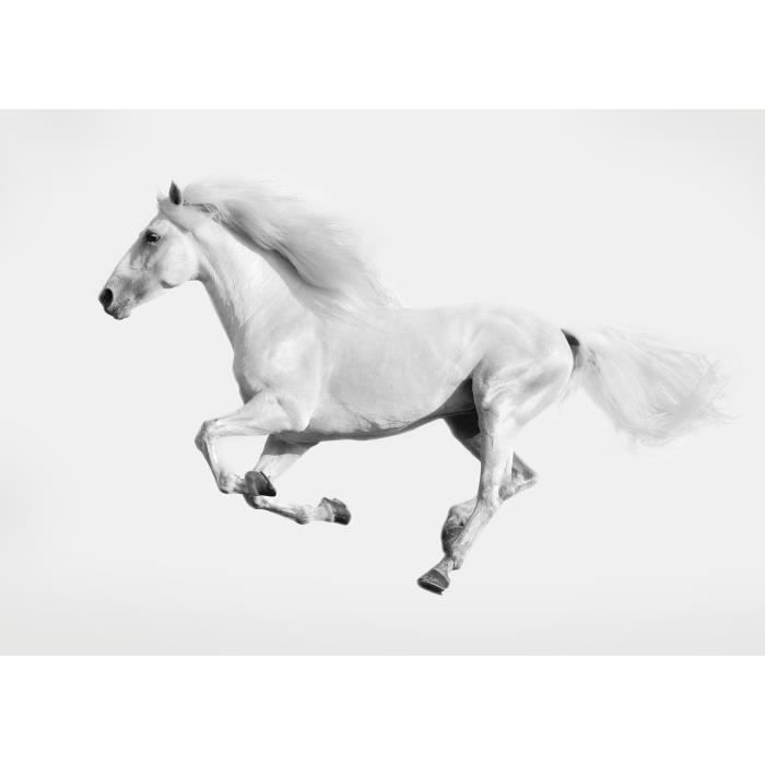 Tableau Glass Art 50x70 Cm Cheval Blanc Au Galop Cdiscount Maison