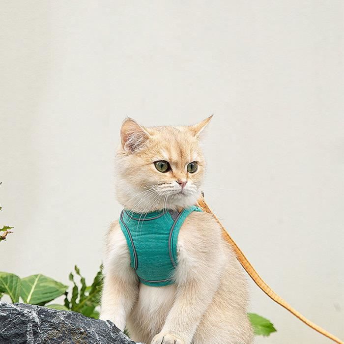 Meilleurs prix pour Laisse de harnais pour chat - OMABETA - Vert et orange - Taille L - Respirant - Réfléchissant