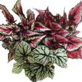 Exotenherz - Mélange Feuille Bégonia "Botanica" - 3 plantes - pot de 12cm-1
