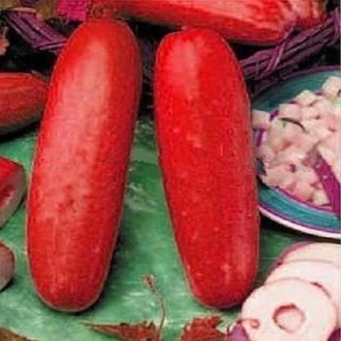 TEMPSA 30Pcs Graines de concombre Rouge Pour Jardin