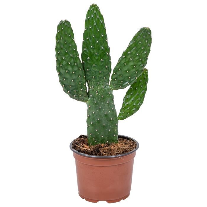 Cactus Opuntia Rubescens - BLOOMIQUE - Plante dintérieur en pot de pépinière - H30 cm - D12 cm - Vert
