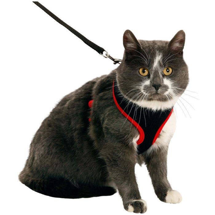 Harnais pour chat couleur noir et rouge taille M réglable - Flamingo Harnais pour chat couleur noir et rouge taille M réglable - Flamingo