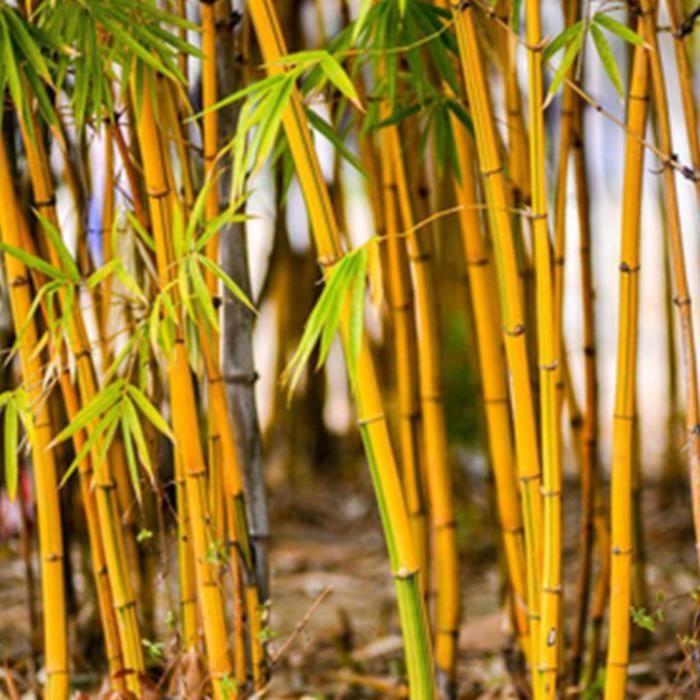 300Pcs Graines de bambou-Facile à cultiver, taux de survie élevé, bien ventilé