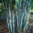 300Pcs Graines de bambou-Facile à cultiver, taux de survie élevé, bien ventilé-1