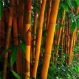 300Pcs Graines de bambou-Facile à cultiver, taux de survie élevé, bien ventilé-2