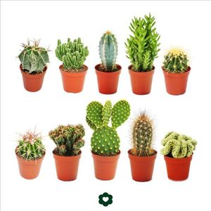 PLANTE POUSSÉE Exotenherz - 10 différents cactus 5,5cm pot dans un ensemble